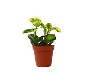 Peperomia White Marble